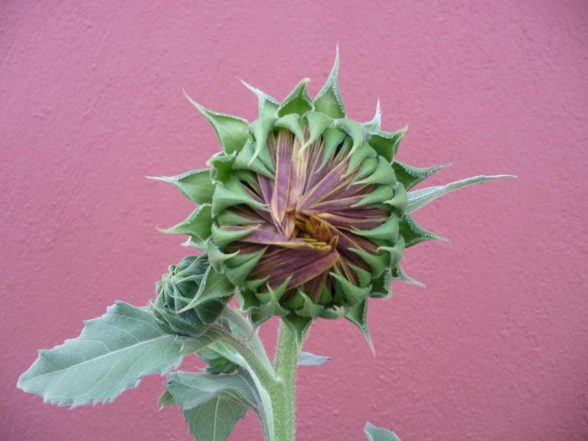 Helianthus Guesthouse Amolianí Eksteriør bilde