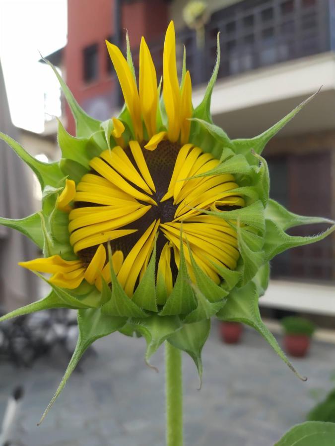 Helianthus Guesthouse Amolianí Eksteriør bilde