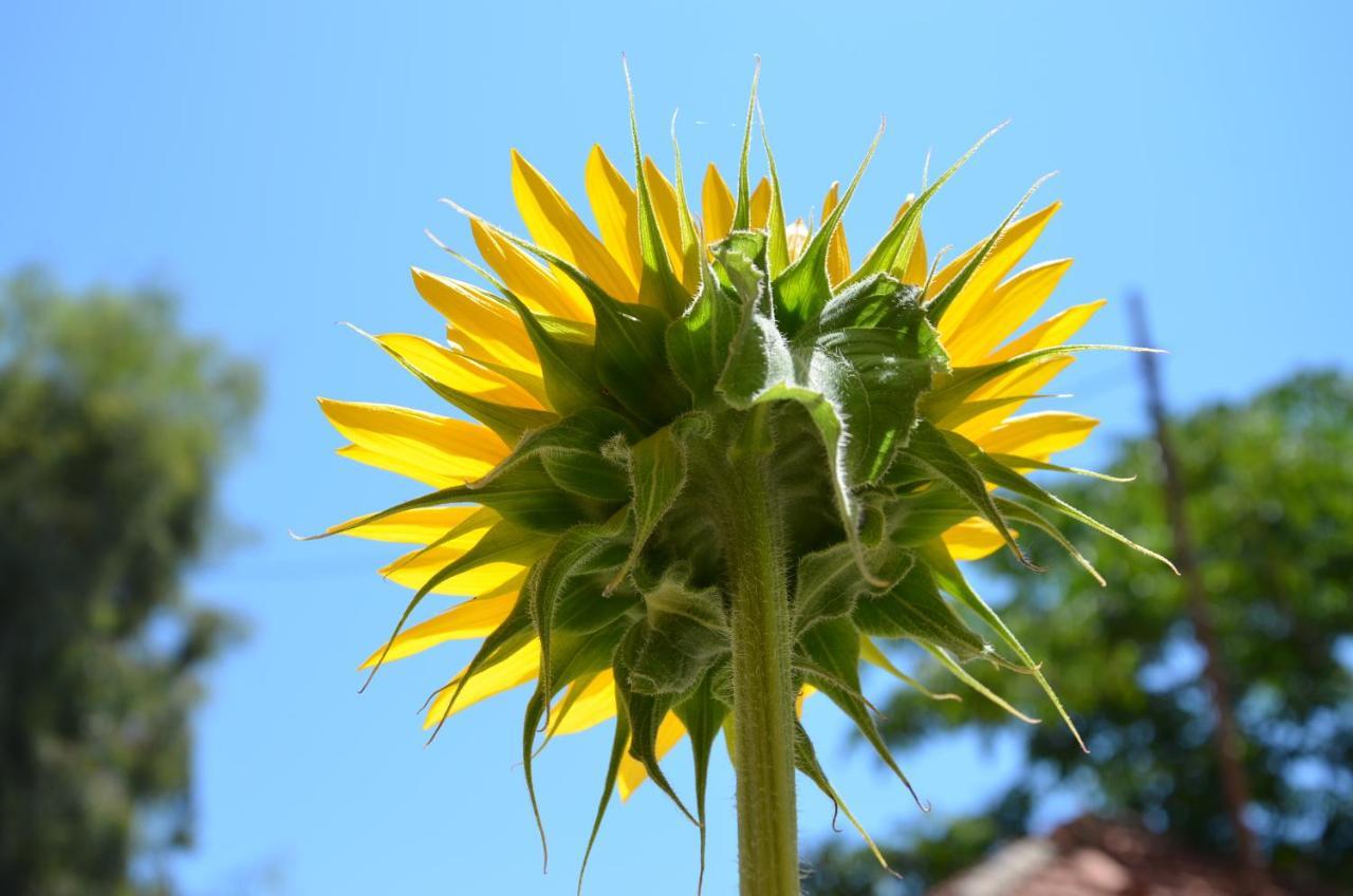 Helianthus Guesthouse Amolianí Eksteriør bilde