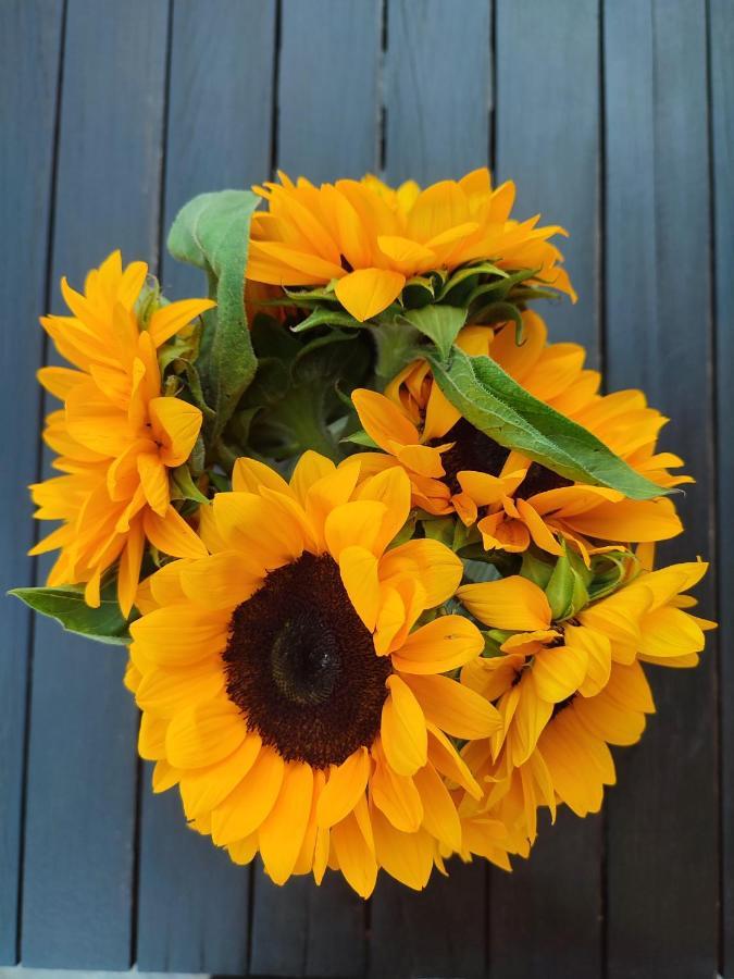 Helianthus Guesthouse Amolianí Eksteriør bilde