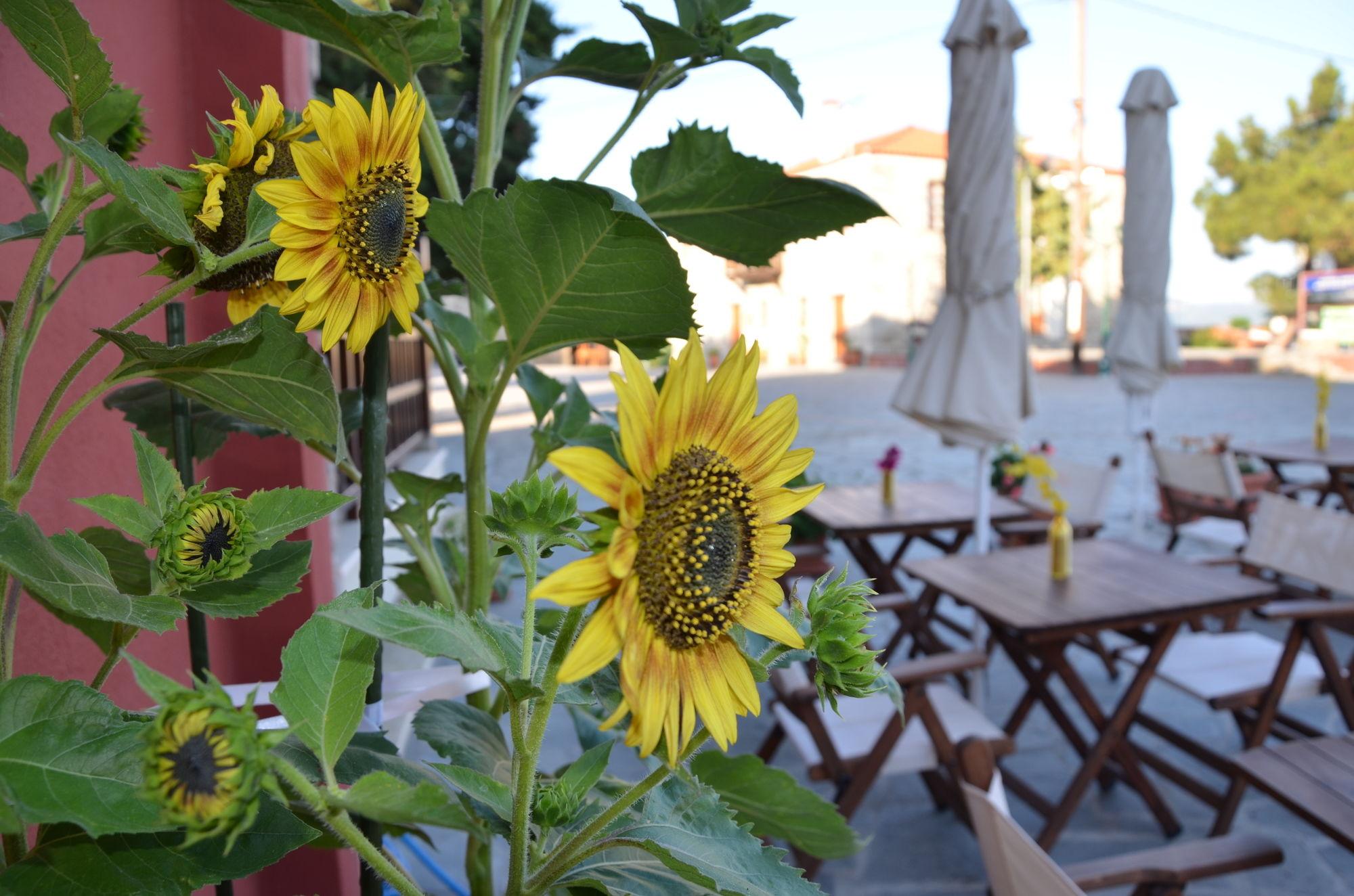 Helianthus Guesthouse Amolianí Eksteriør bilde